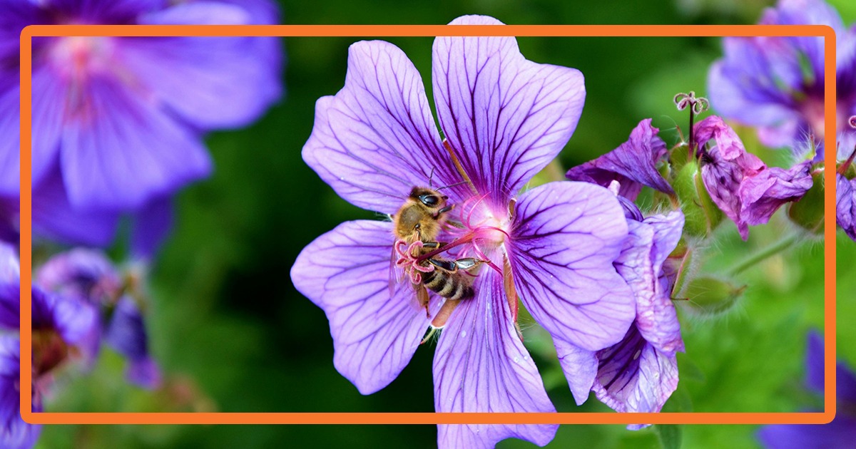 Comment attirer les insectes pollinisateurs dans votre jardin ?