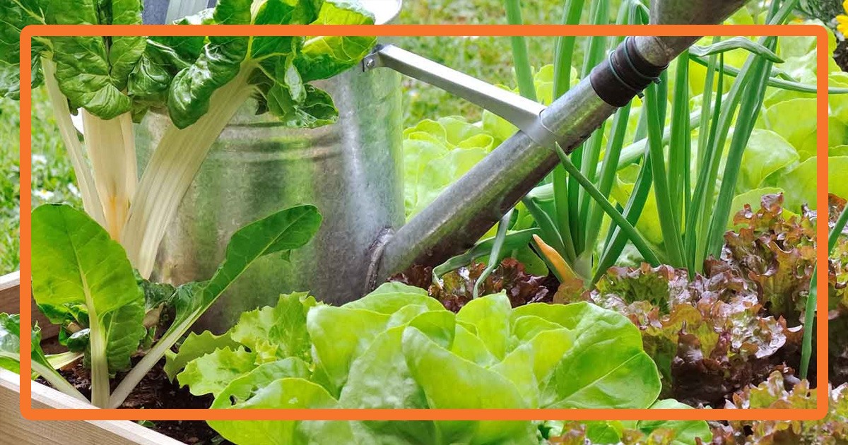 Comment commencer un jardin potager bio chez soi ?