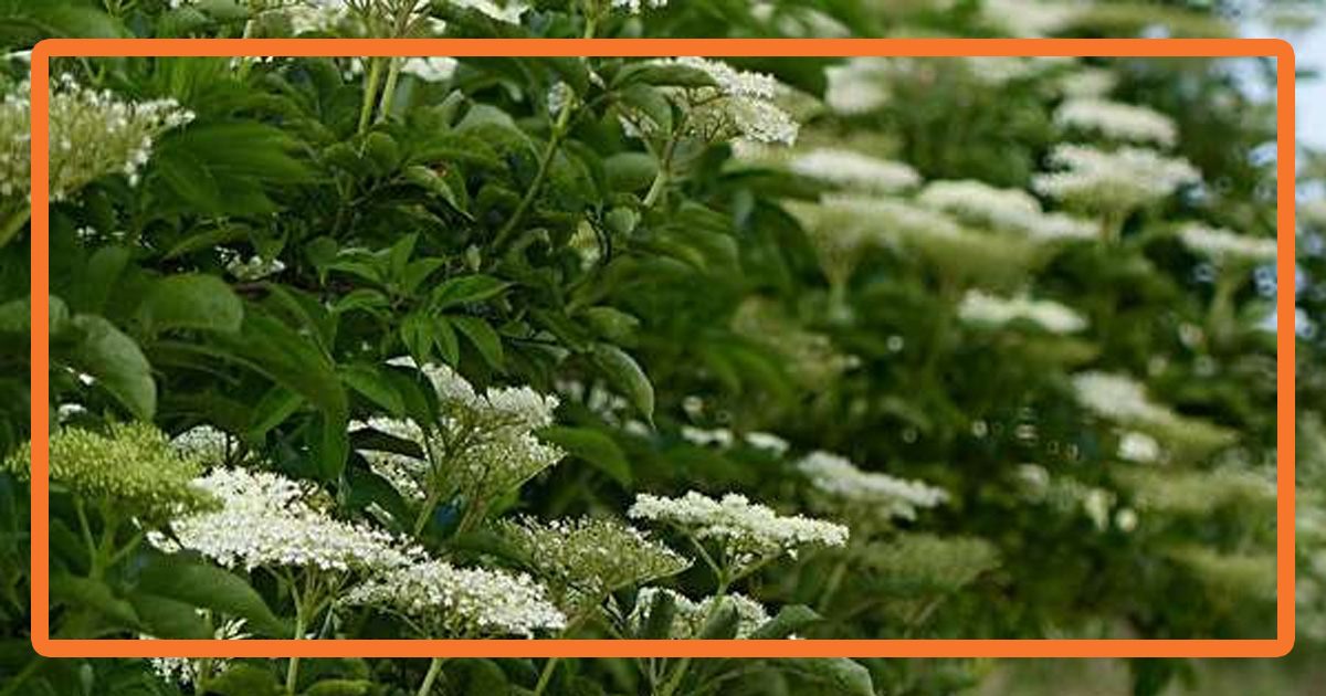 Comment reconnaître et éliminer les plantes envahissantes naturellement ?