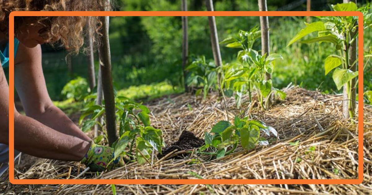 Le paillage pour potager : un allié précieux pour un jardin sain et productif