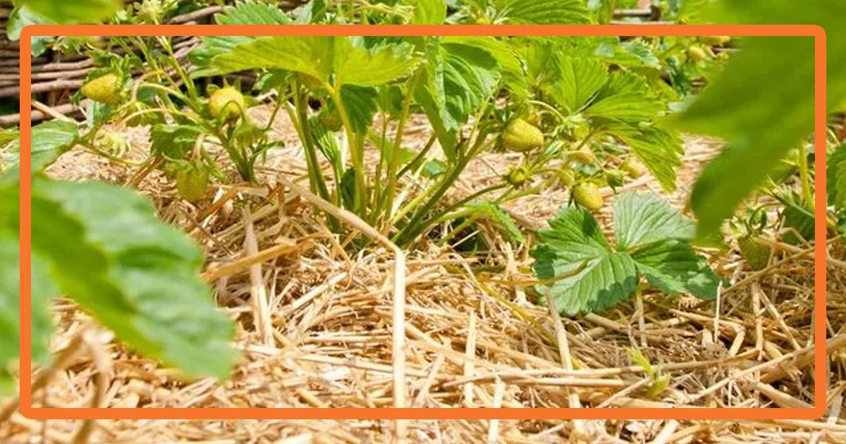 Les techniques de paillage pour conserver l’humidité et éviter les mauvaises herbes