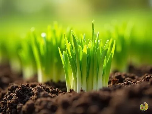 Les secrets d’une culture d’oignons réussie : conseils et étapes clés à connaître