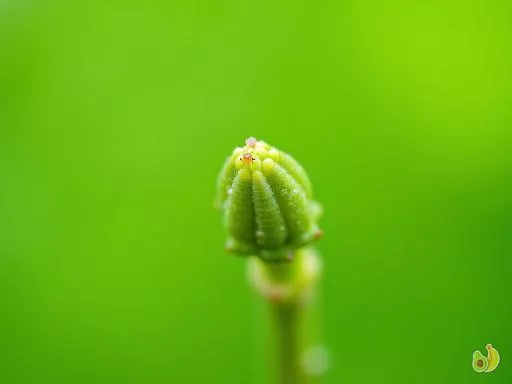 Pucerons au printemps : quand et comment s'en débarrasser efficacement ?