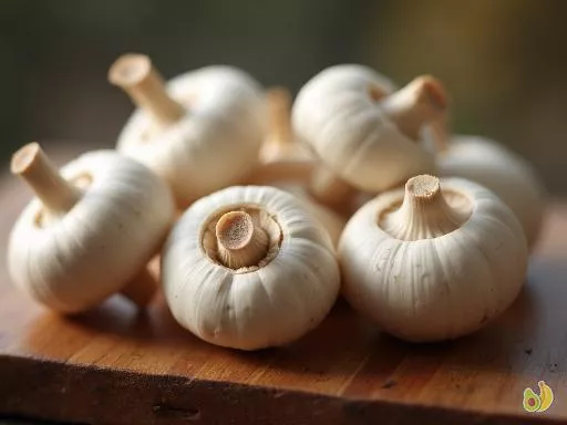 Saison du champignon de Paris