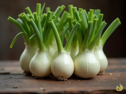 Saison du fenouil