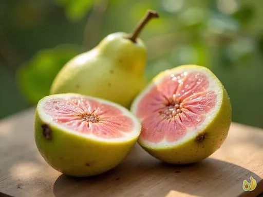 Saison de la goyave