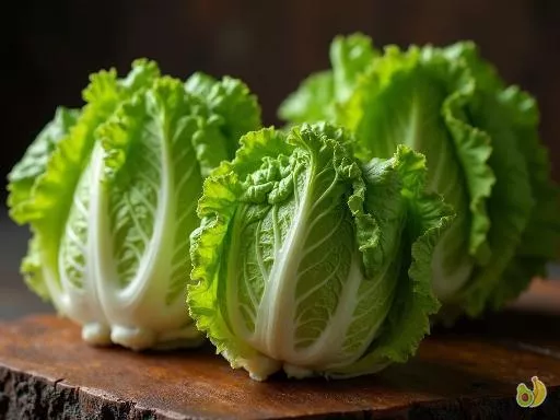 Saison de la laitue romaine