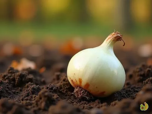Réussir la plantation d'oignons blancs en automne : évitez la pourriture avec ces astuces